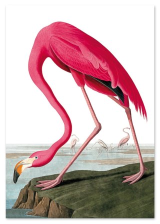 Plakat RÓŻOWY FLAMING VINTAGE kolorowy