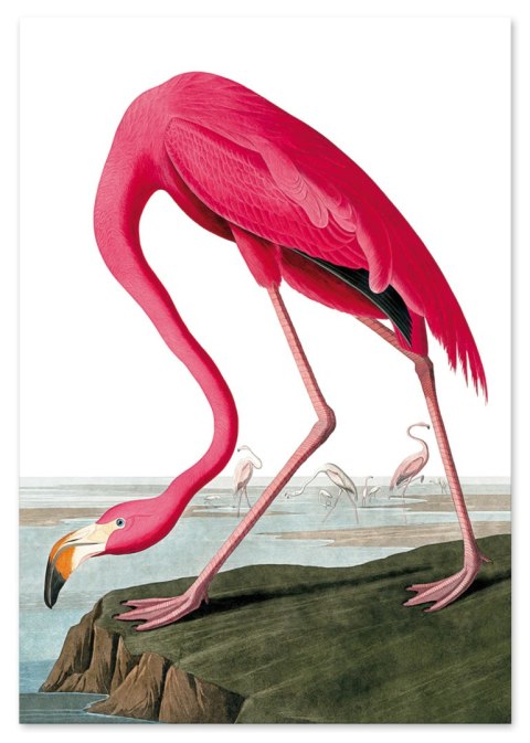 Plakat RÓŻOWY FLAMING VINTAGE kolorowy