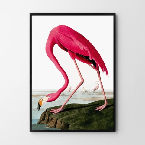 Plakat RÓŻOWY FLAMING VINTAGE kolorowy