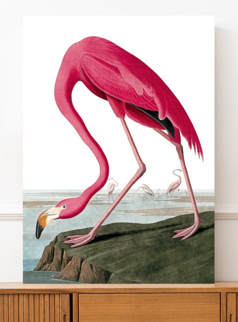 Plakat RÓŻOWY FLAMING VINTAGE kolorowy