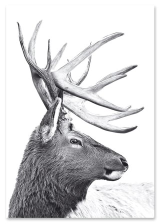 Plakat SKANDYNAWSKI JELEŃ czarno biały