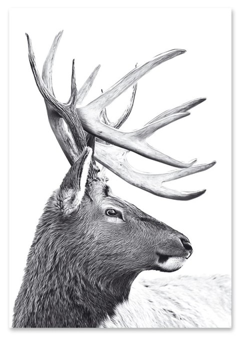 Plakat SKANDYNAWSKI JELEŃ czarno biały