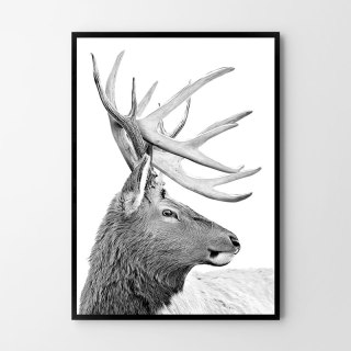 Plakat SKANDYNAWSKI JELEŃ czarno biały