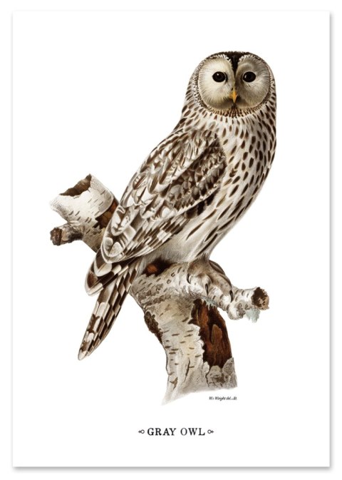 Plakat SOWA VINTAGE kolorowy