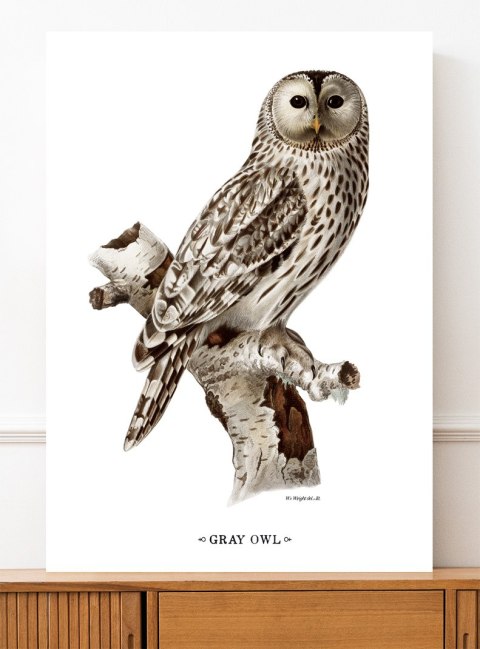 Plakat SOWA VINTAGE kolorowy