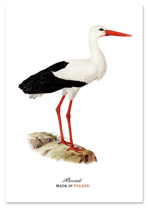 Plakat polski bocian vintage