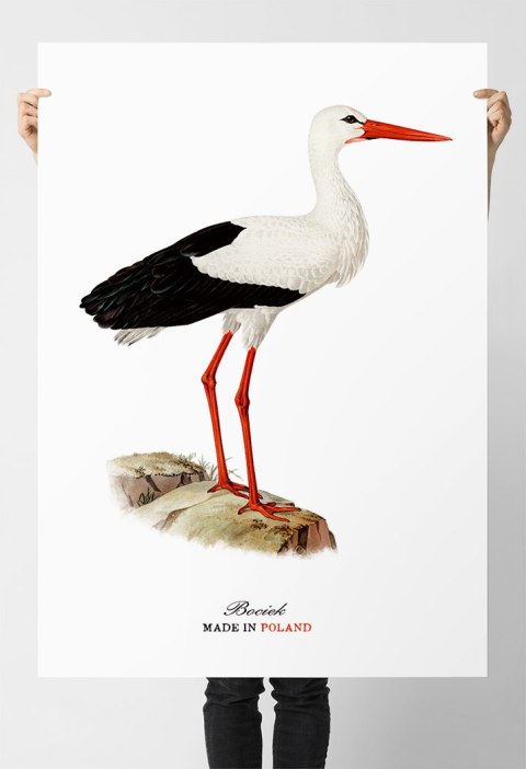 Plakat polski bocian vintage