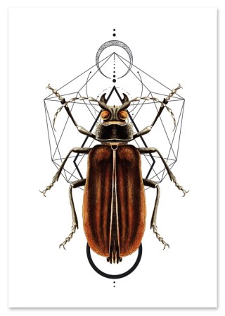 Plakat robaki owady geometria