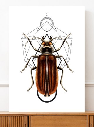 Plakat robaki owady geometria