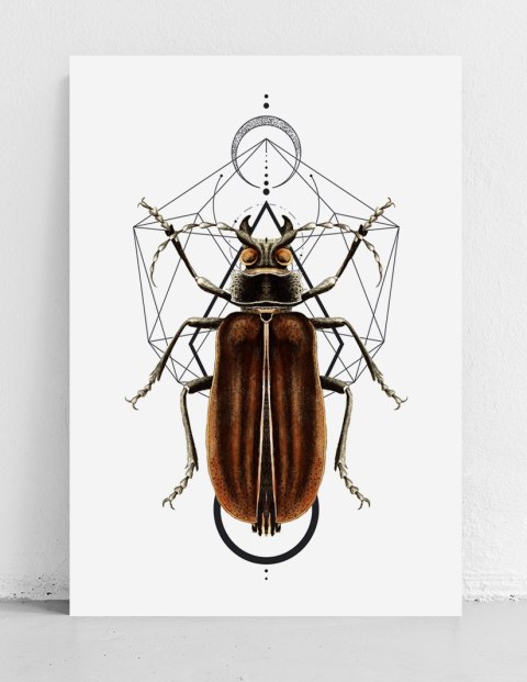 Plakat robaki owady geometria