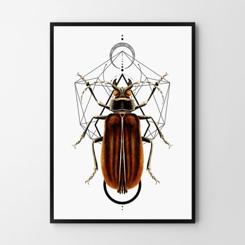 Plakat robaki owady geometria