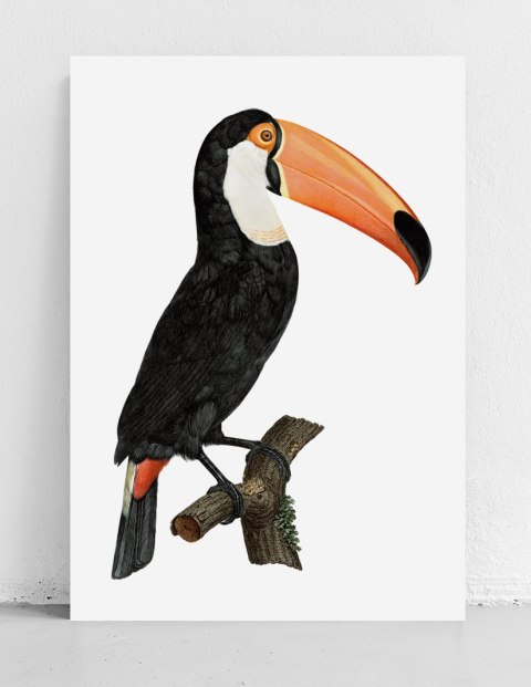 Plakat tukan ptak vintage