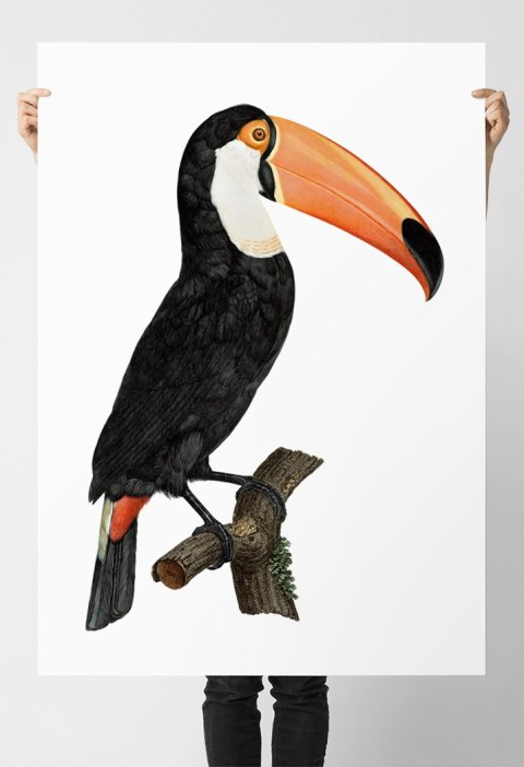 Plakat tukan ptak vintage