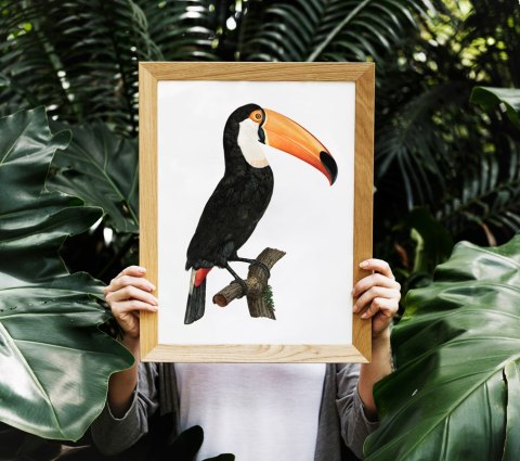 Plakat tukan ptak vintage