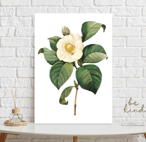 Plakat vintage biały kwiat