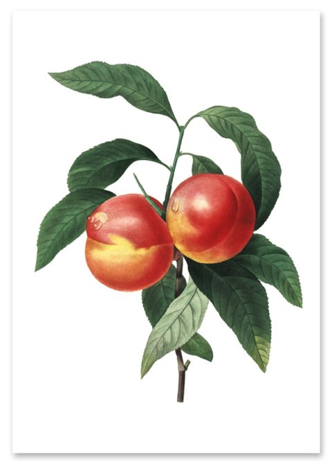 Plakat vintage brzoskwinia kwiat