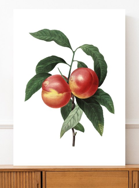 Plakat vintage brzoskwinia kwiat