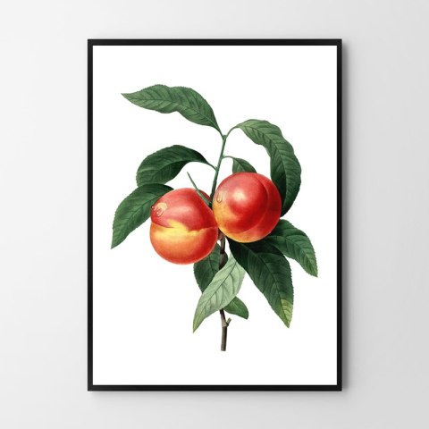 Plakat vintage brzoskwinia kwiat