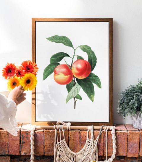 Plakat vintage brzoskwinia kwiat