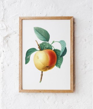 Plakat vintage jabłko kwiat