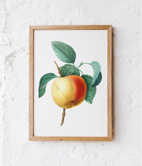 Plakat vintage jabłko kwiat