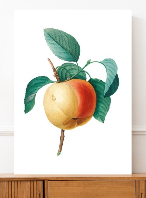 Plakat vintage jabłko kwiat