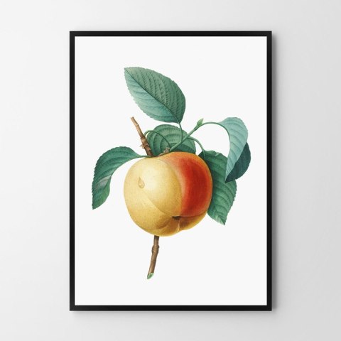 Plakat vintage jabłko kwiat