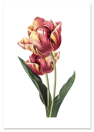 Plakat vintage tulipan kwiat