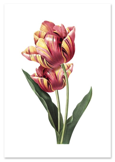 Plakat vintage tulipan kwiat