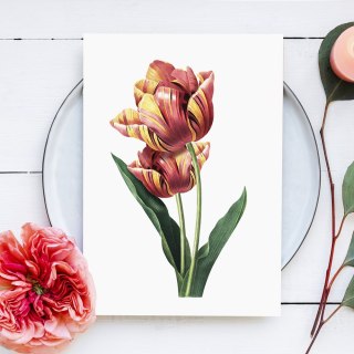 Plakat vintage tulipan kwiat