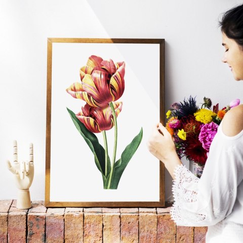 Plakat vintage tulipan kwiat
