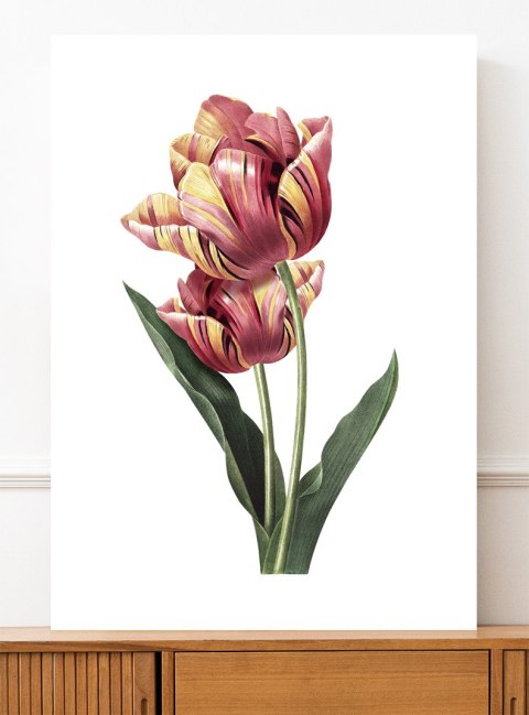 Plakat vintage tulipan kwiat