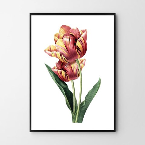 Plakat vintage tulipan kwiat