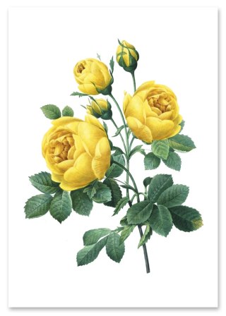Plakat żółta róża vintage