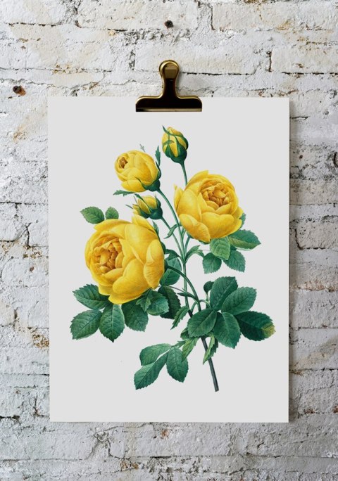 Plakat żółta róża vintage