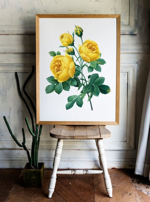 Plakat żółta róża vintage